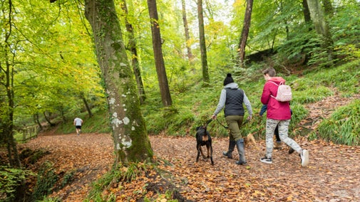 Visitors Walk their dog near the Amphitheatre Folly in the parkland in Autumn at Saltram